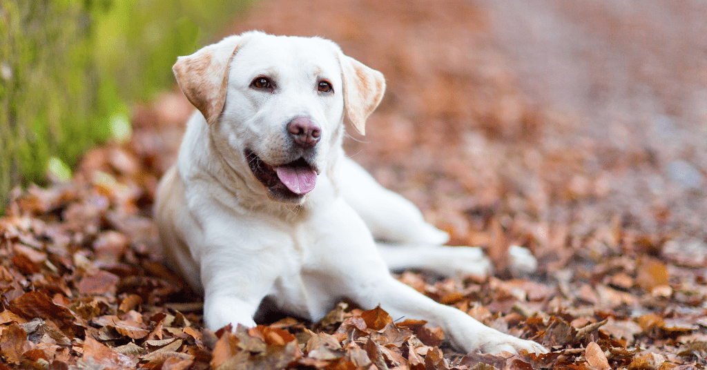 Labrador breed