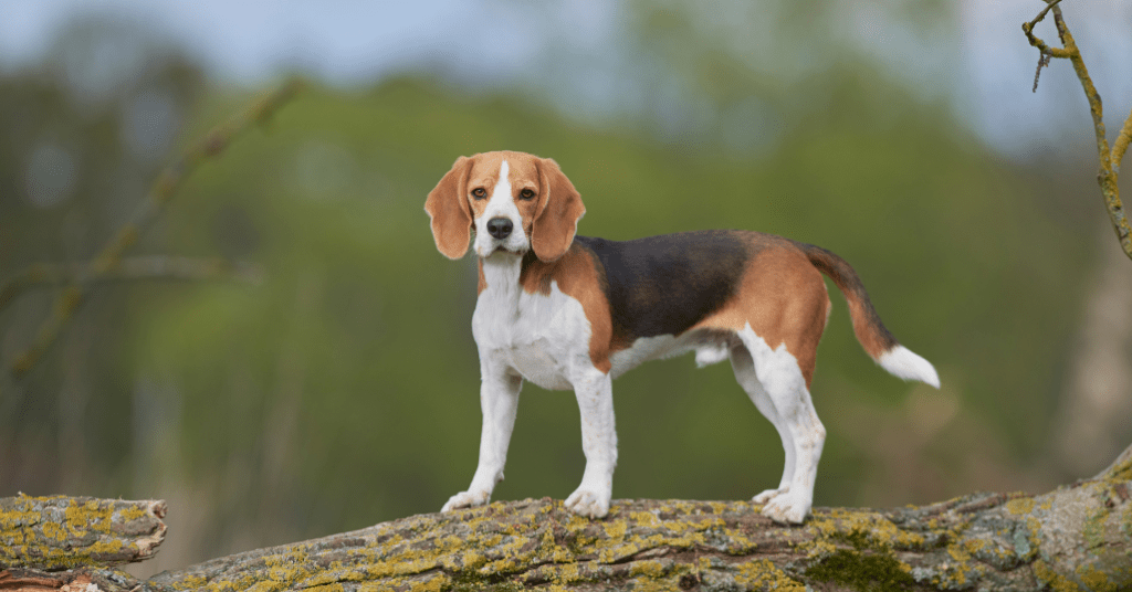 Beagle 