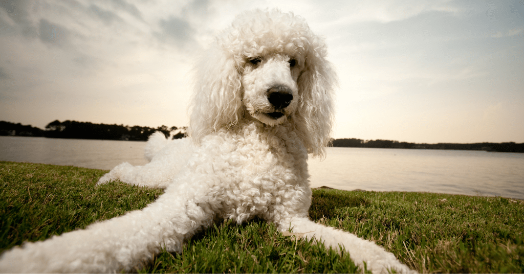 Poodle image