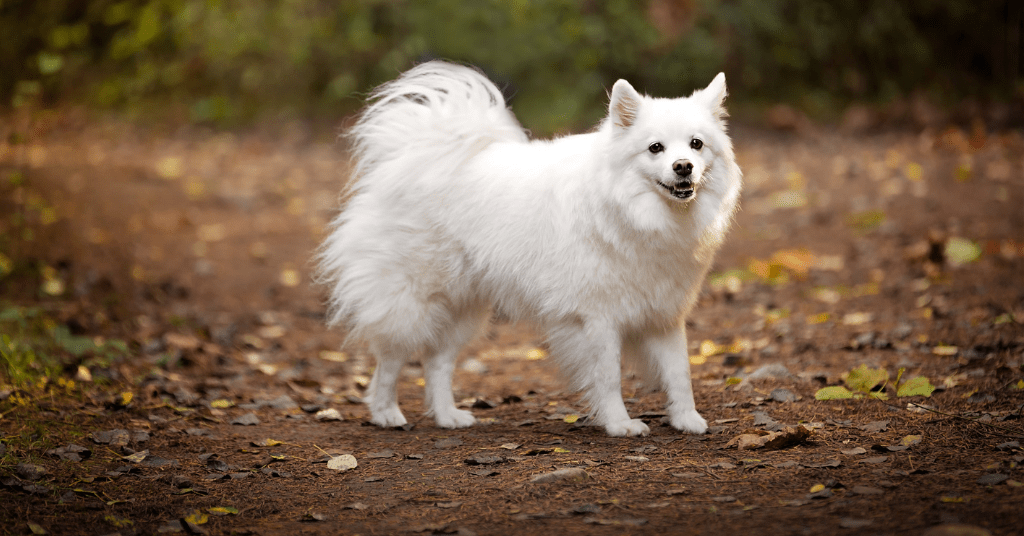 Indian Spitz dog image