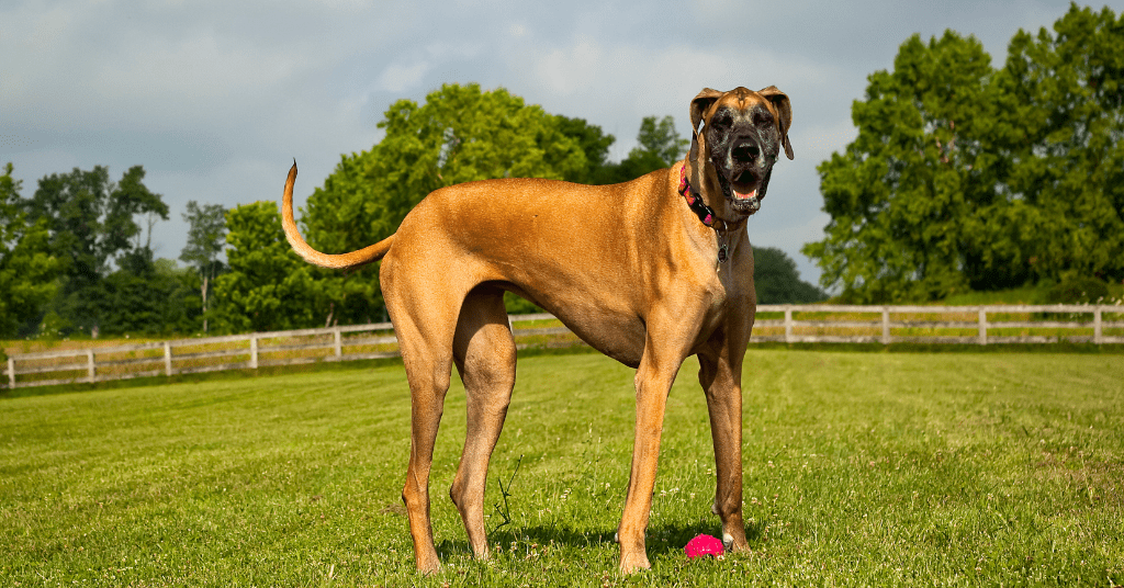 Great Dane dog image