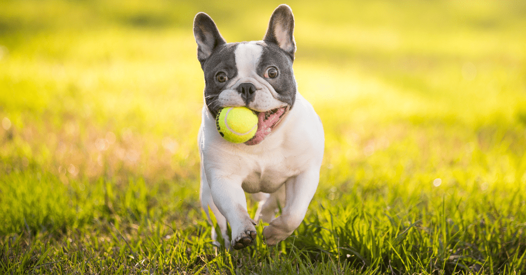 French Bulldog image