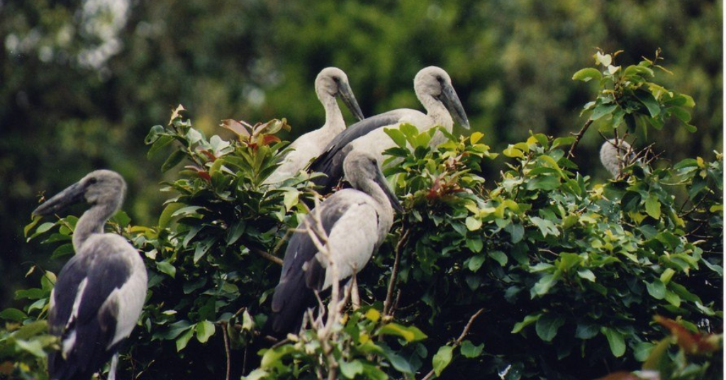 Karnala Bird Sanctuary near Pune