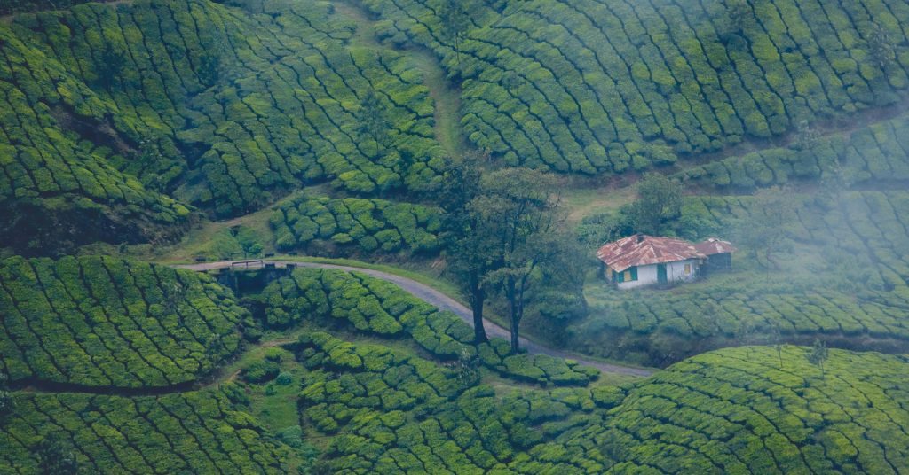 Munnar, Kerala