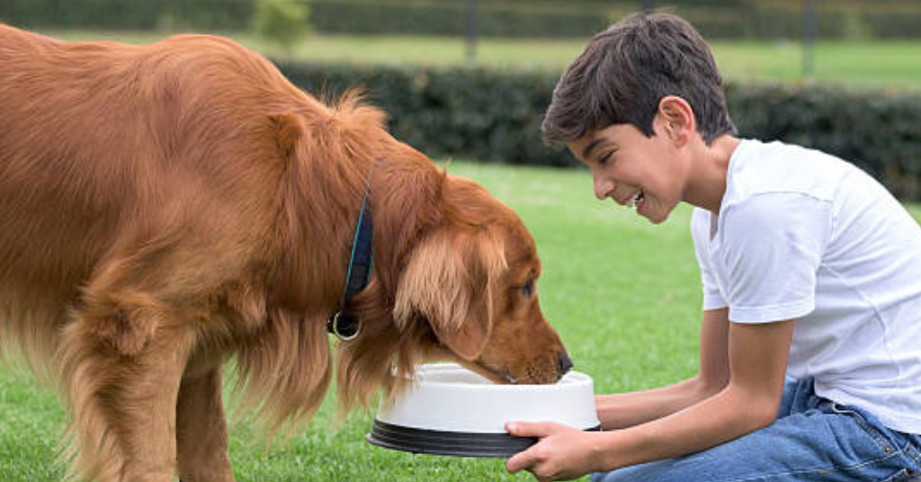 A boy feeding a dog 